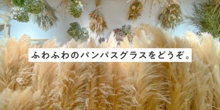 ふわふわなパンパスグラスをどうぞ。