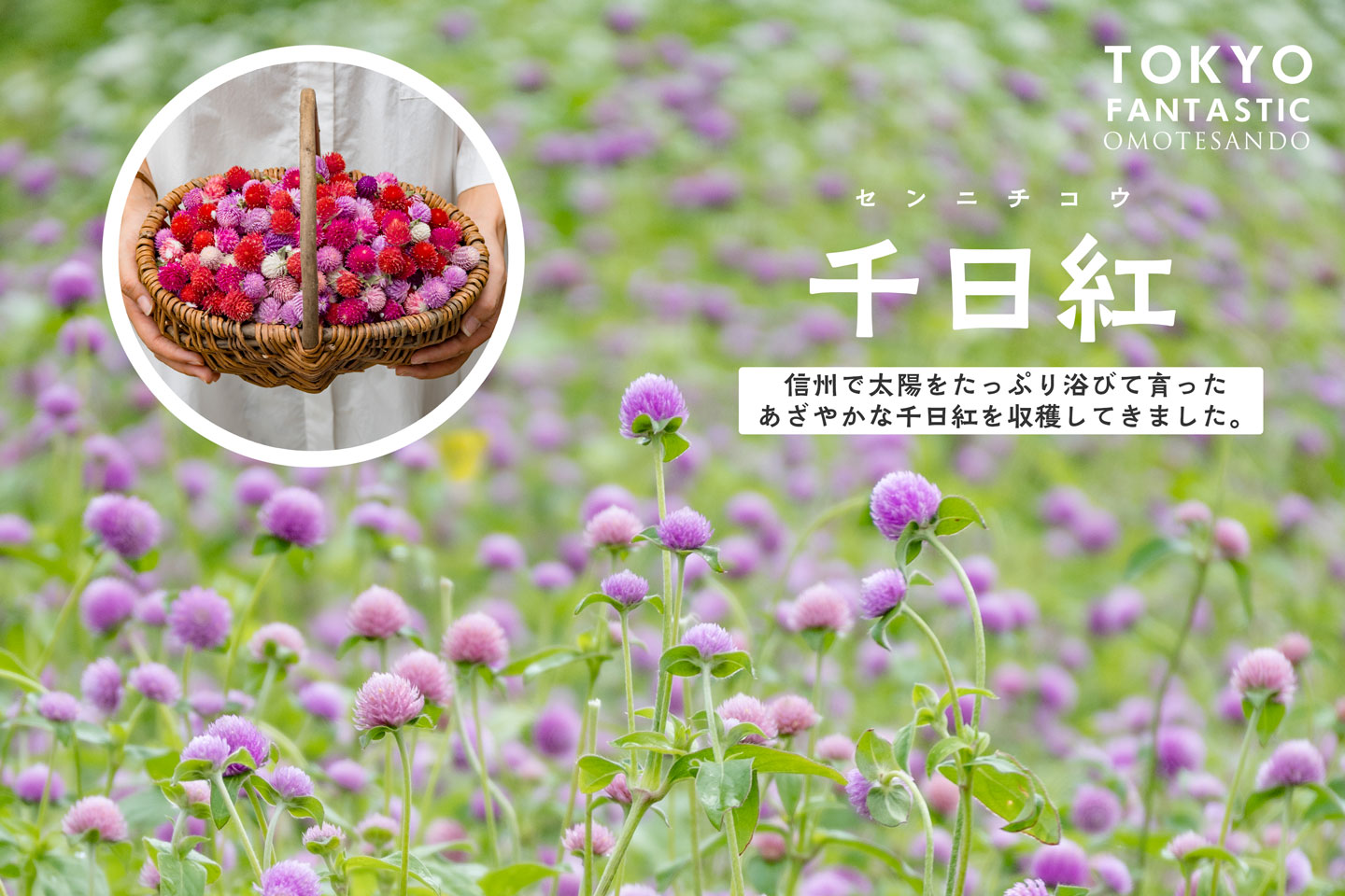 ドライフラワーに最適！とっておきの千日紅を収穫してきました！